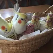 れもんの画像
