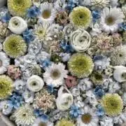 えふの画像
