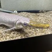 もん