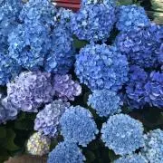 めぐみの画像