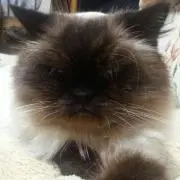 ぽん太の画像