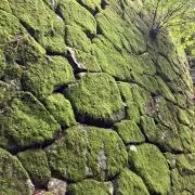 にこりの画像