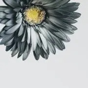 Rieの画像