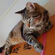 じゅんぺい