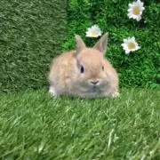 るいの画像