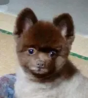 ぽん汰