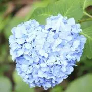 hydrangeaの画像