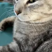 笑和の画像
