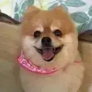 cocoの画像
