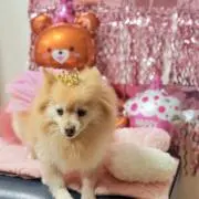 ARI tchanの画像