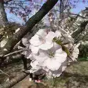 Hanaco※8/4-7発送不可の画像
