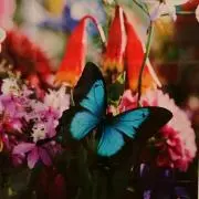 蝶々の画像