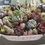 KENの画像