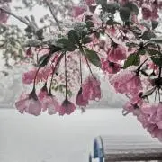 きせきの画像