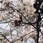 ごんちゃんの本棚の画像