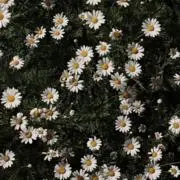 Rの画像