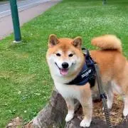 Stの画像