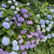 Ayayの画像