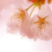 さくら