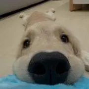 ロビン プロフ必読の画像