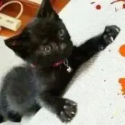 ヂヂ