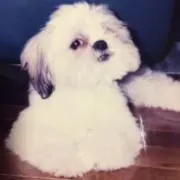 あけにゃんこ1830