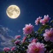 月光　24時間以内発送の画像
