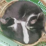 黒猫/断捨離中の画像