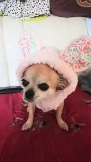 ʕ•ᴥ•ʔこりらっくま·ᴥ·⋆̩☂︎*̣