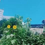 morning◇の画像