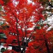 nanaの画像