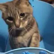 ゆっか