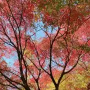 茉莉花の画像