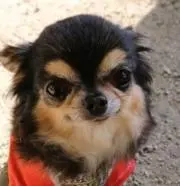 maimaiの画像