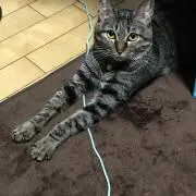 もりてんこの画像