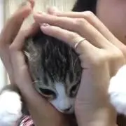 hanaの画像