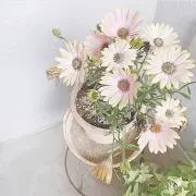 nの画像