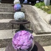さつまいもの画像