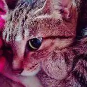 けいの画像