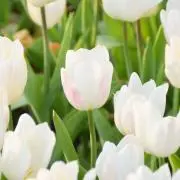 白鳥の画像