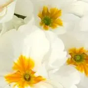 joycewan1108