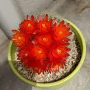 ちろ