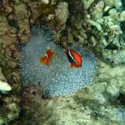たかの画像