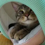 たけP