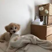 さえこ