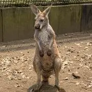 わさび。の画像