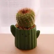 さぼてんの画像