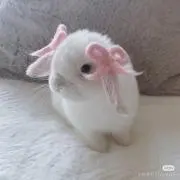 aliceの画像