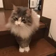 グレ猫