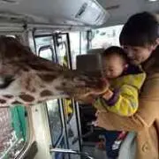 kirinnの画像